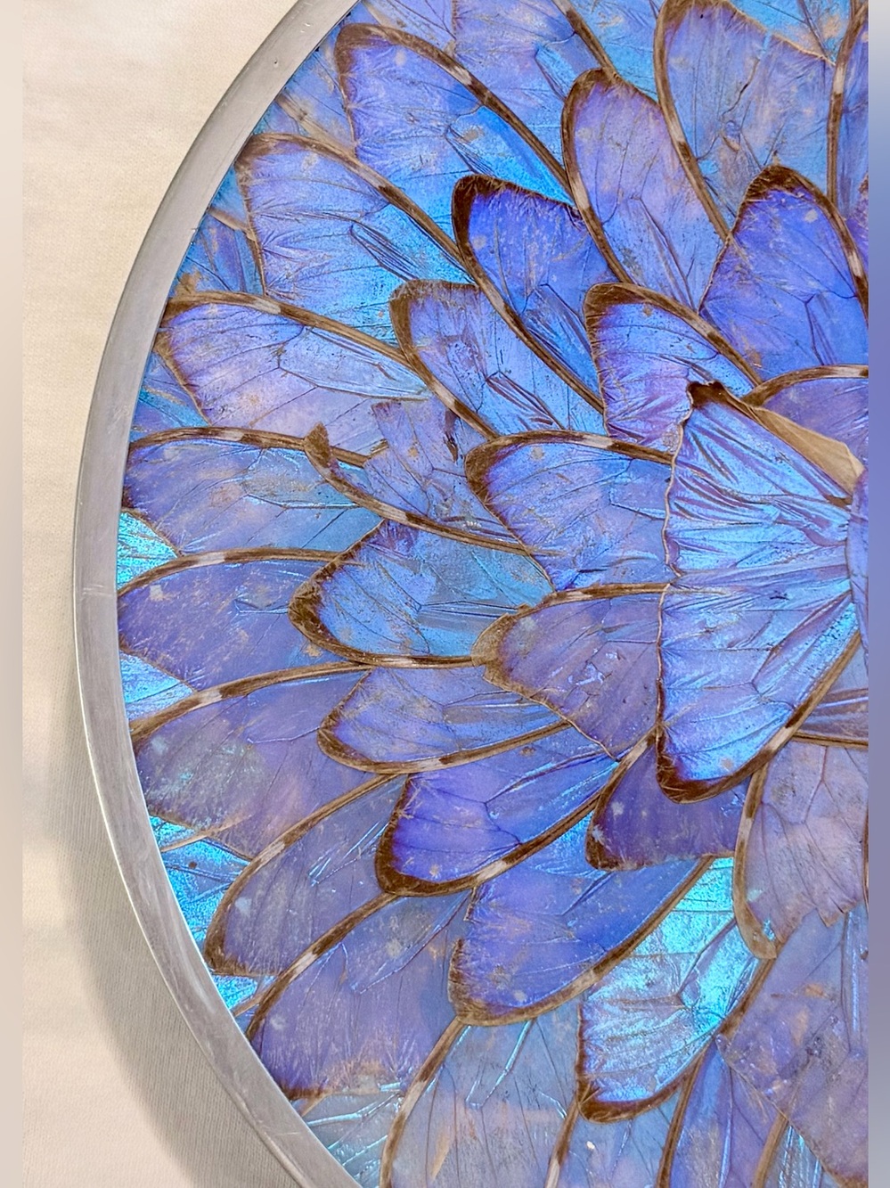 🦋 Vintage Morpho Butterfly Wing Wall Art, Gorgeous Blue Iridescence, 9.5” Diam - Picture 3 of 5